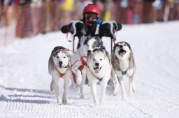 Lenk 2013
